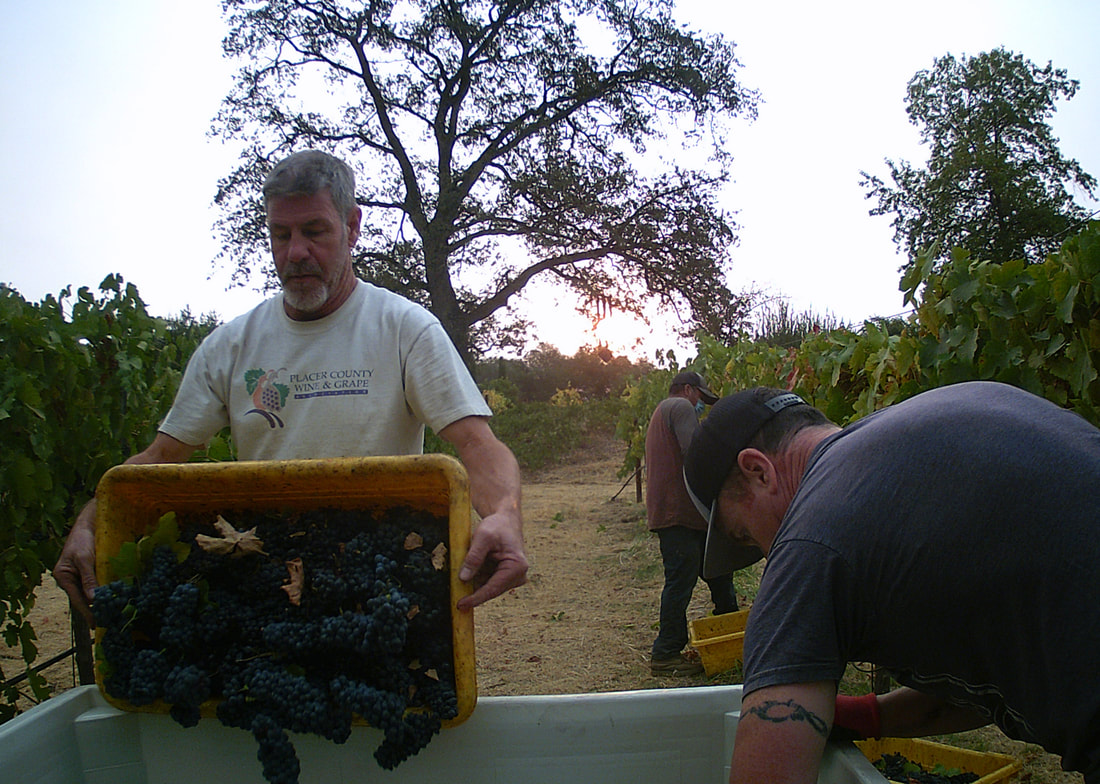 Harvest wineter 2020