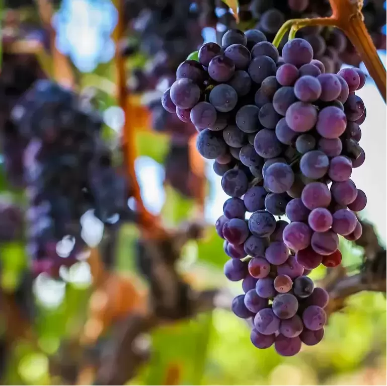 California Wine Grapes